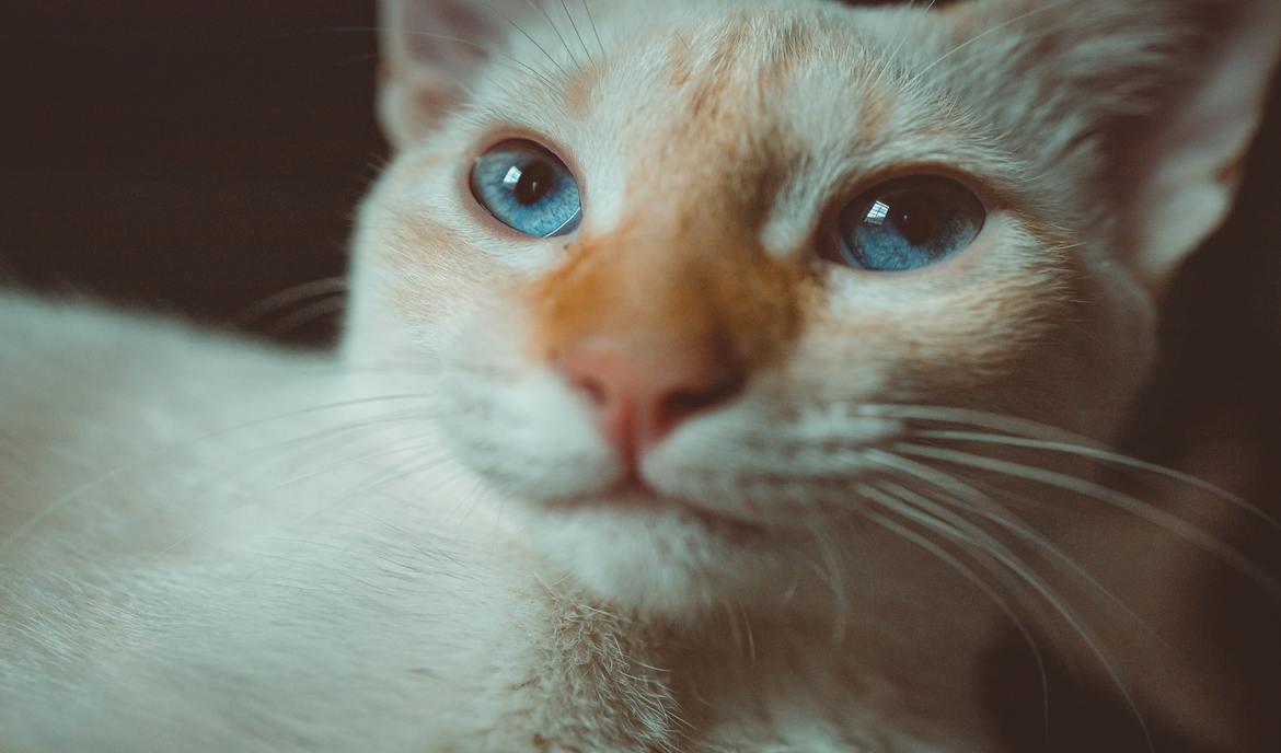Augenentzündungen bei Katzen